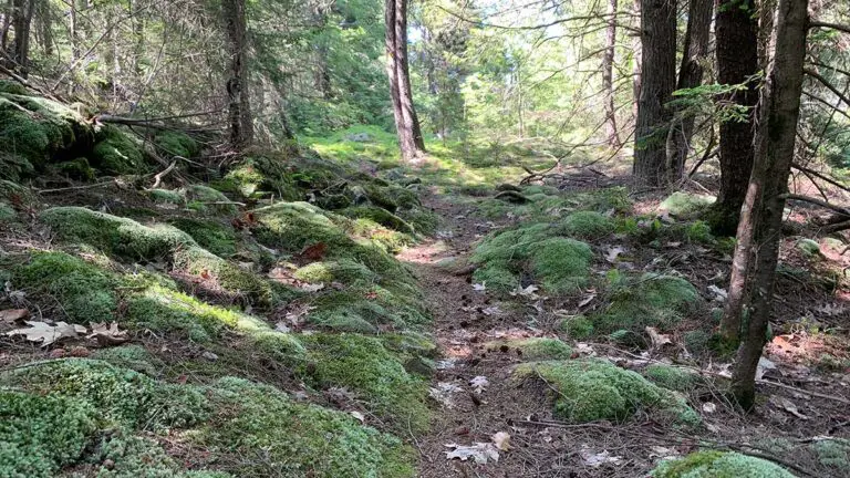 Faulker Trail Moss 768x432