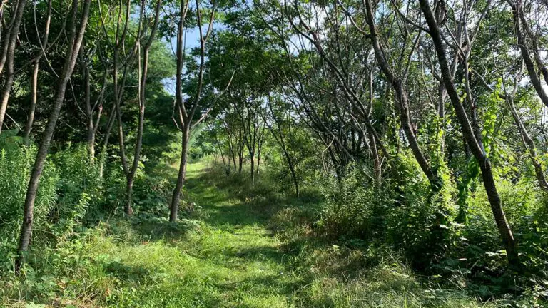 great meadow trail 4 768x432