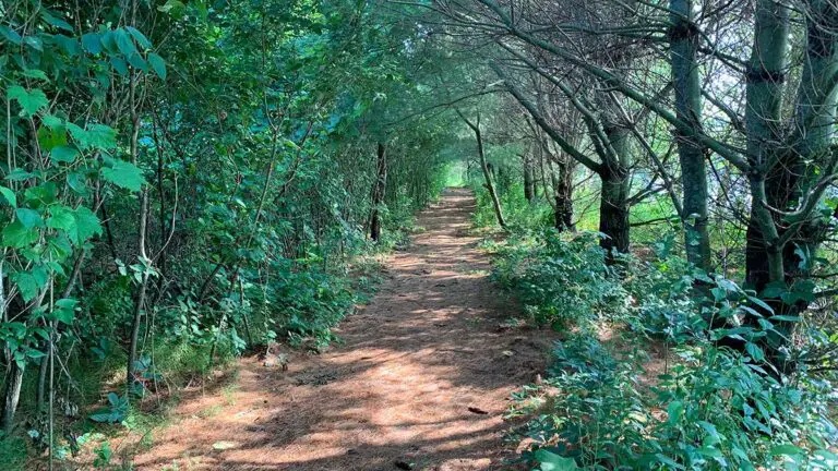 great meadow trail 6 768x432